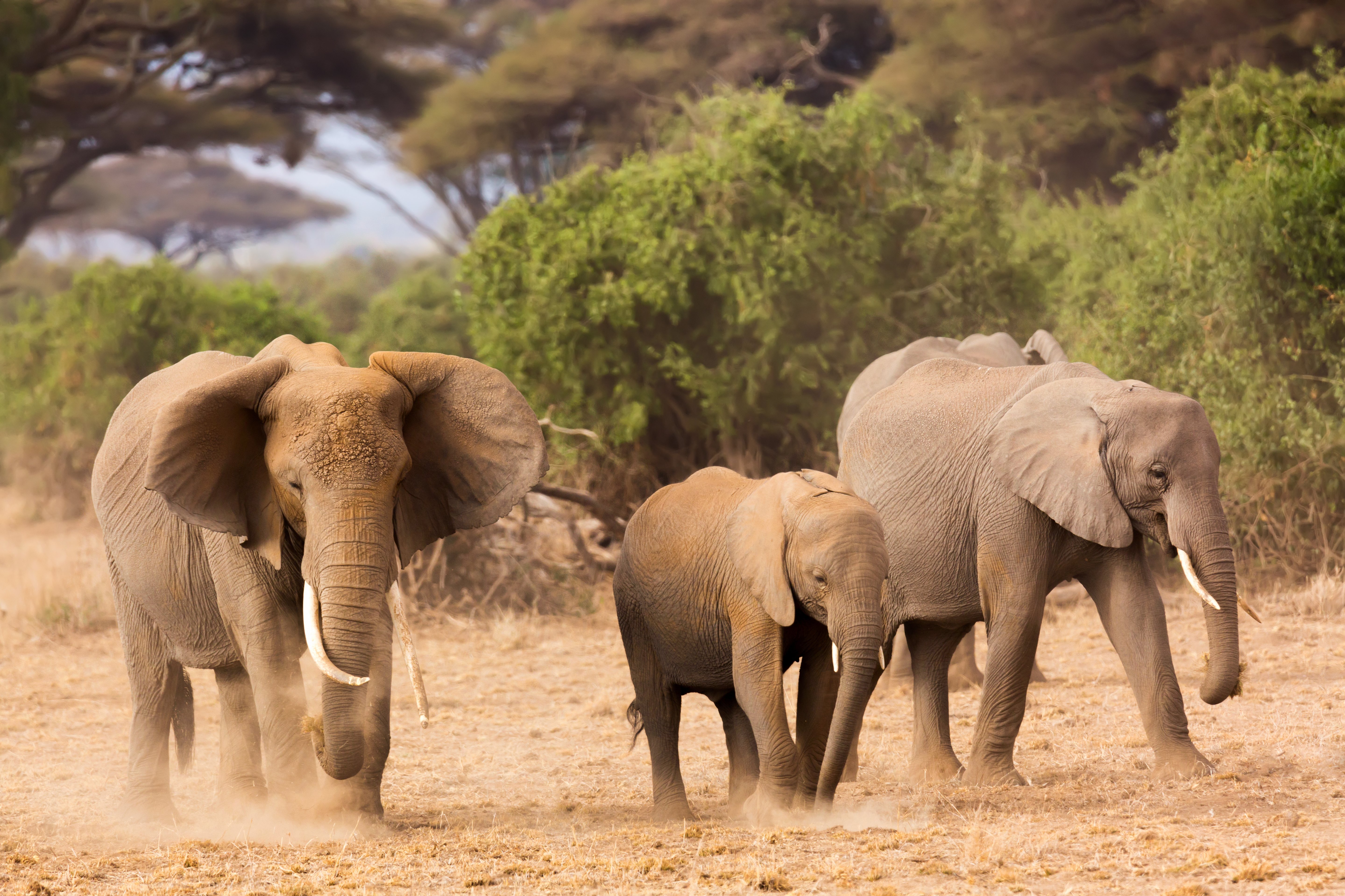 african-elephants-in-amboseli-national-park-kenya-africa african-elephants-in-amboseli-national-park-kenya-africa